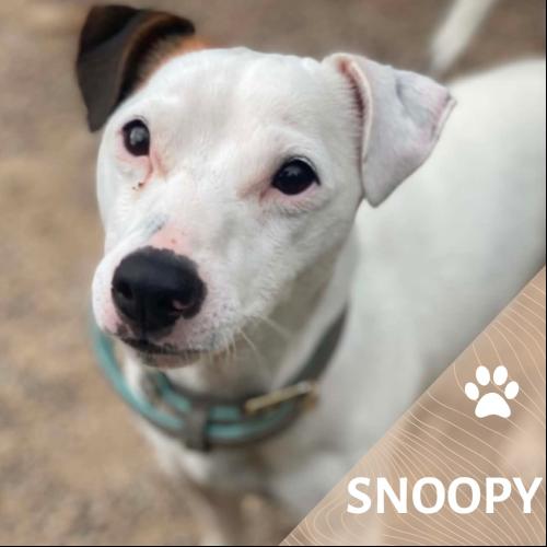 Snoopy
