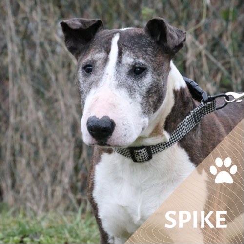 Spike