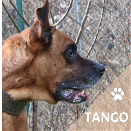 Tango