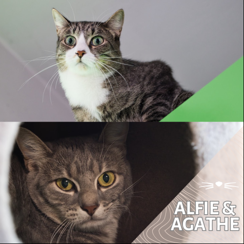Alfie et Agathe