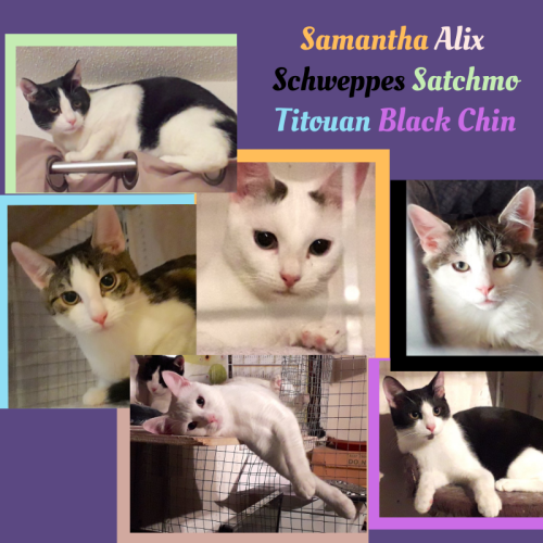 Alix - Samantha - Satchmo - Schweppes - Titouan - Black Chin