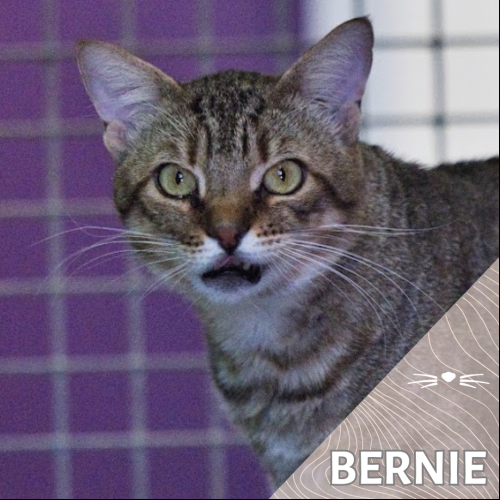 Bernie