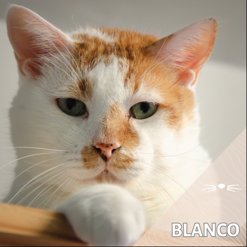 Blanco