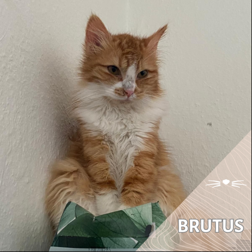 Brutus