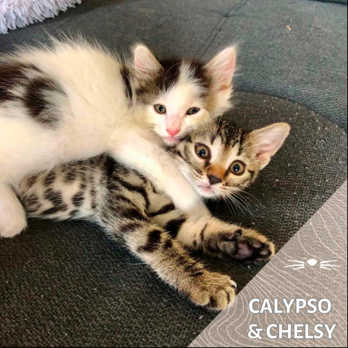 Calypso et Chelsy