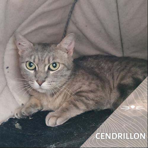 Cendrillon