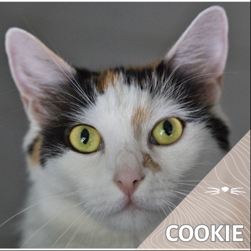 Cookie