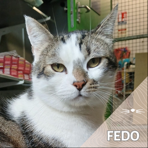 Fedo