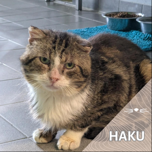 Haku