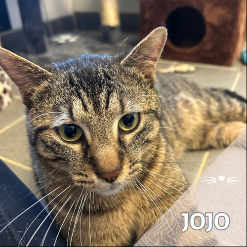 Jojo