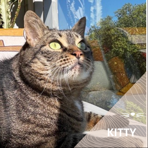 Kitty