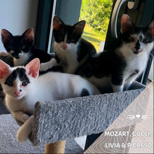 Mozart, Gucci, Livia et Picasso