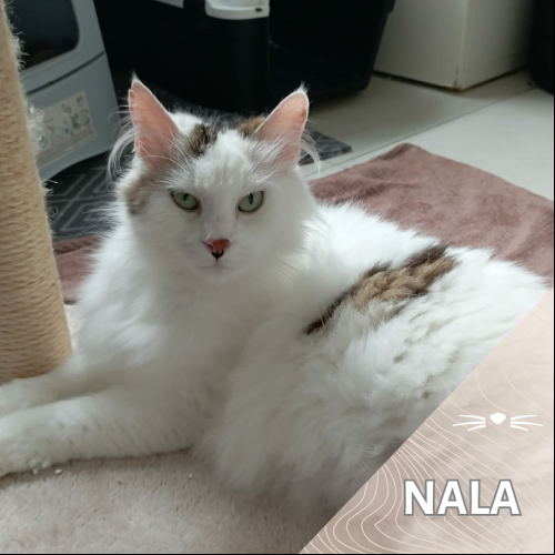 Nala