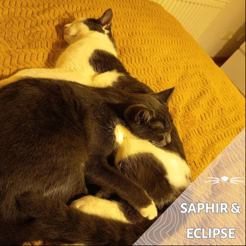 Saphir & Eclipse