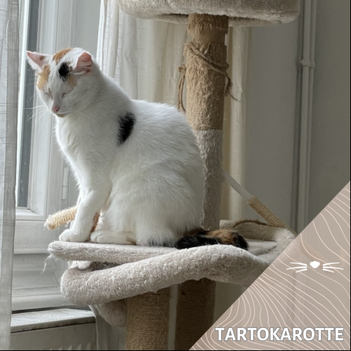 Tartokarotte