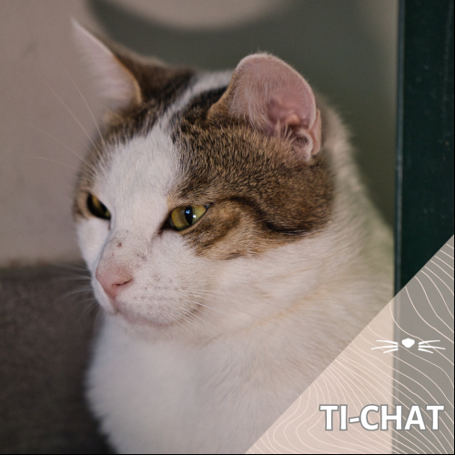 Tichat