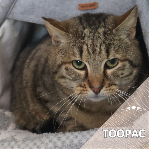 Toopac