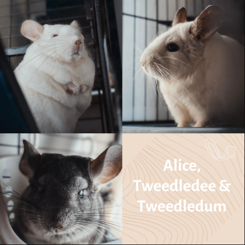 Alice, Tweedledee & Tweedledum