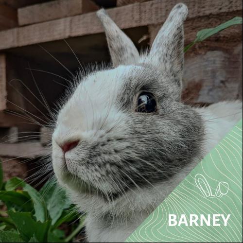 Image Barney