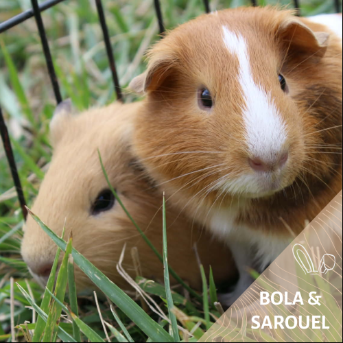Bola & Sarouel