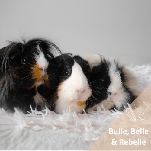 Bulle, Belle & Rebelle