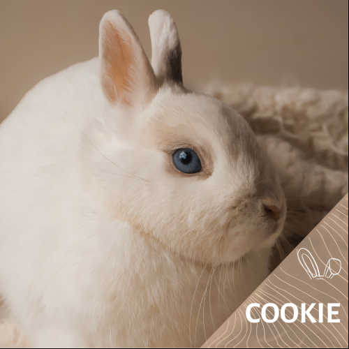 Cookie