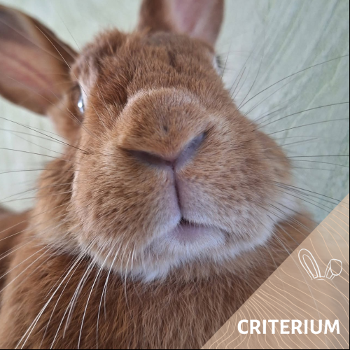 Criterium