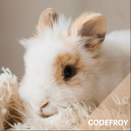Godefroy