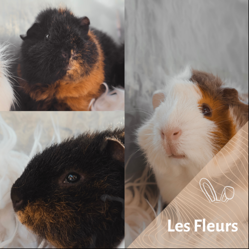 Lys, Tournesol & Coquelicot