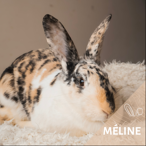 Méline