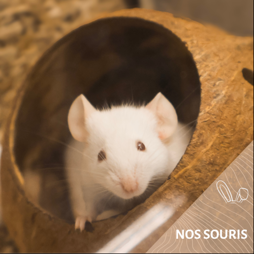 Nos souris