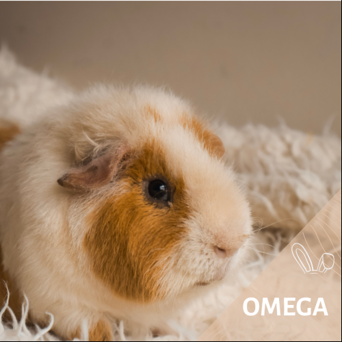 Omega