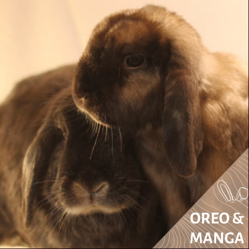 Oréo & Manga