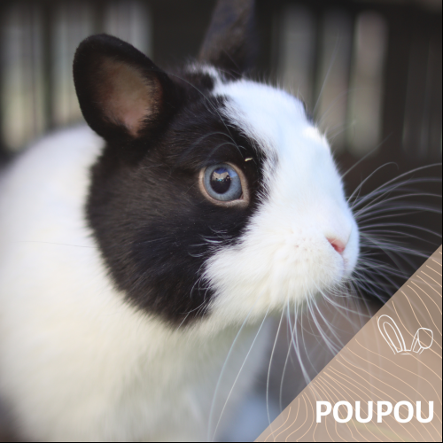 Poupou