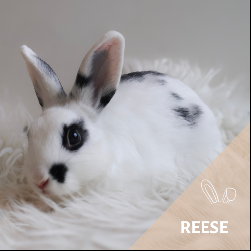 Reese