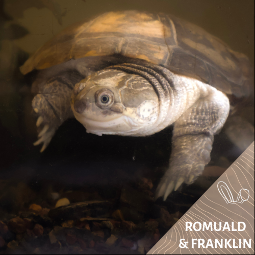Romuald et Franklin