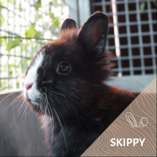 Skippy