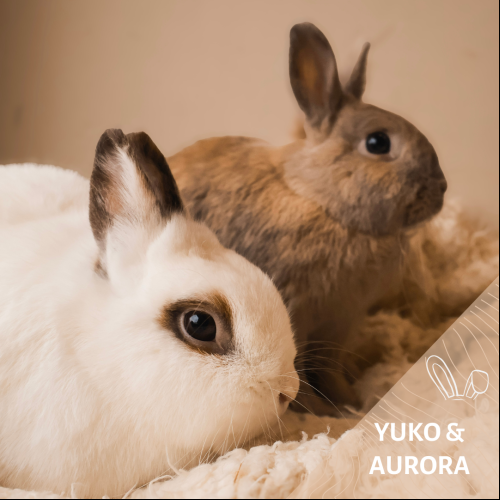 Yuko & Aurora